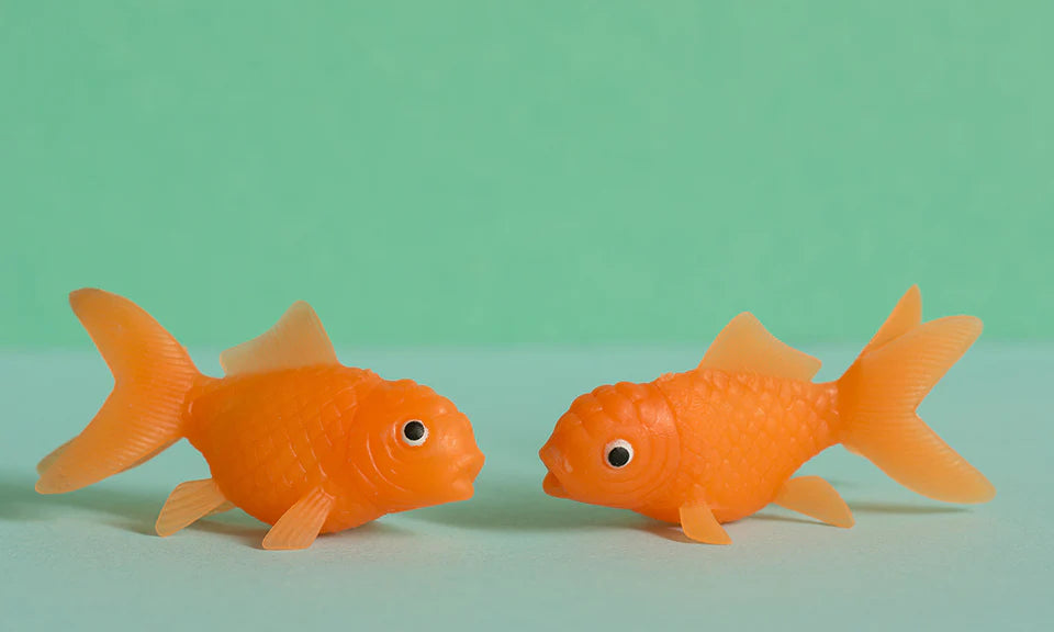 Squirting Goldfish