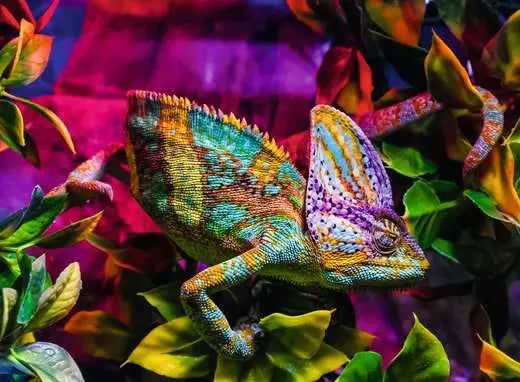 Ravensburger Chameleon 500pc Puzzle