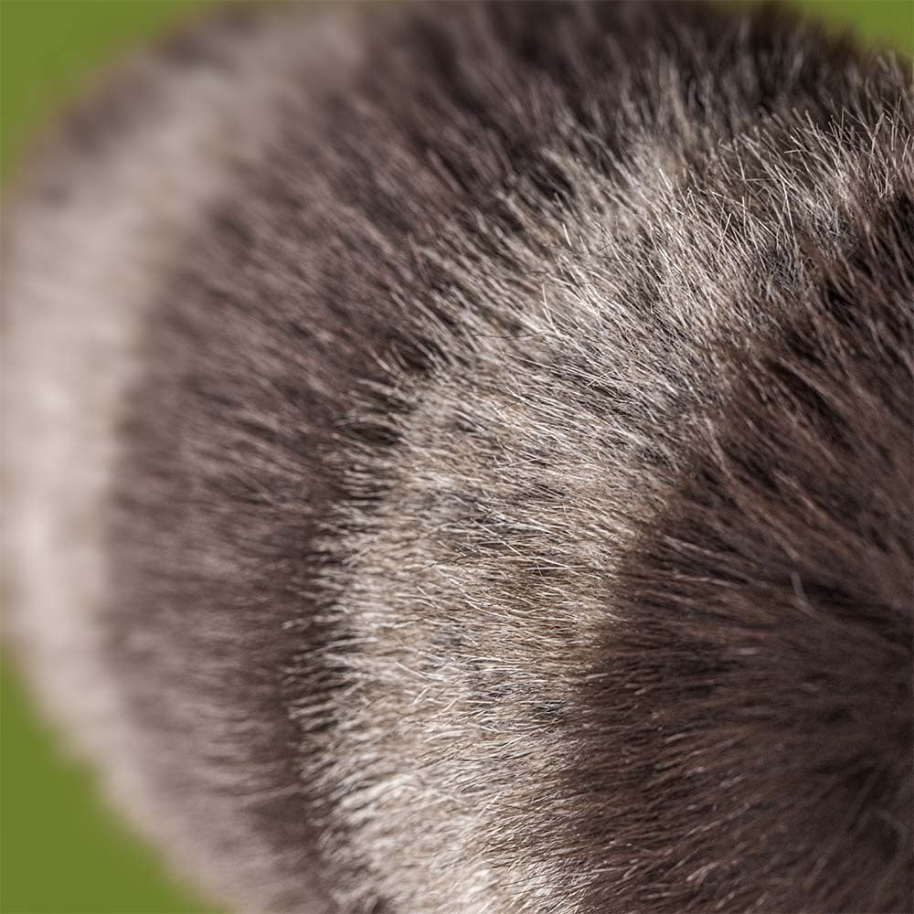 Jellycat Trixiwoo Raccoon - LIMIT OF ONE PER CUSTOMER