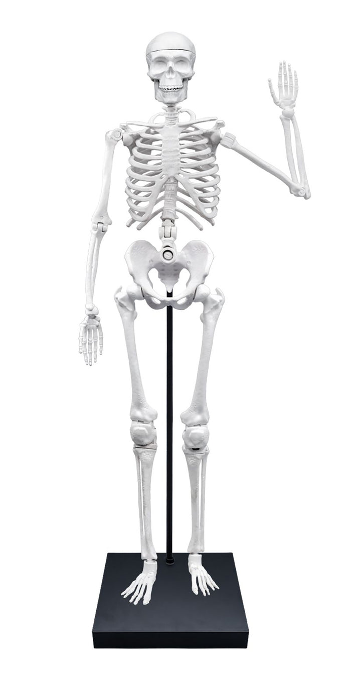 Buki France - Giant Skeleton (85cm)