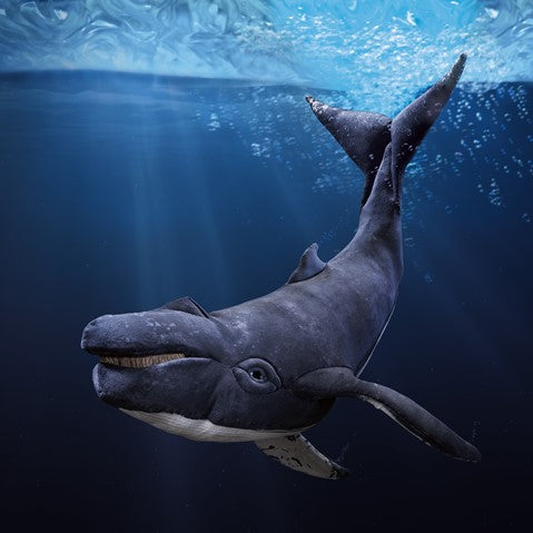 Folkmanis Humpback Whale Hand Puppet