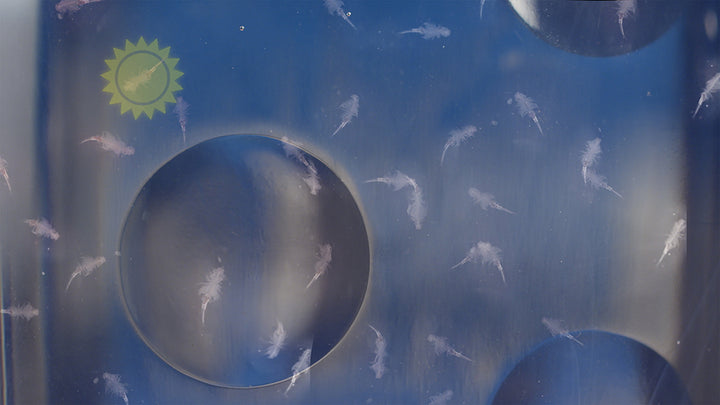 Sea-Monkeys Ocean Zoo Assorted